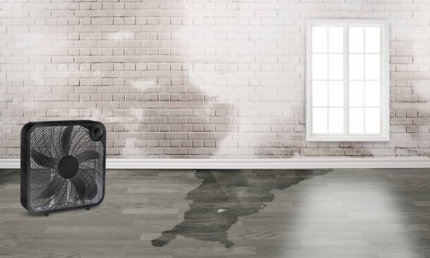 Best Water damage contractors near me  in Ladera Heights, CA